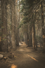 Fototapeta premium Trail to Taft Point