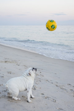 Cute Bulldog on a Brazilian beach