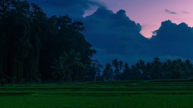 Clouds at sunset timelapse over large tropical trees and rice fields on the island of Bali in Indonesia.
