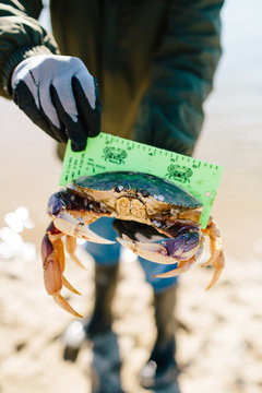 man measuring crab at the beach