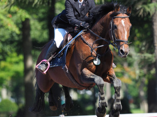 Obraz premium 馬術大会