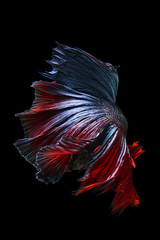 close up of siamese fighting fish