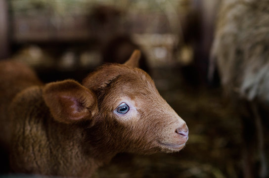 Close up of lamb in barn