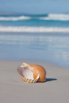 A shell on a beach.