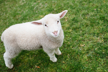 little lamb standing in pasture