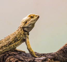 Bearded Dragon on a wood branches with soft focus in the background.