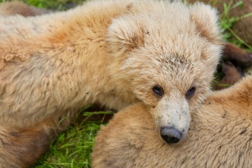 Alaskan Bear Fish Catch