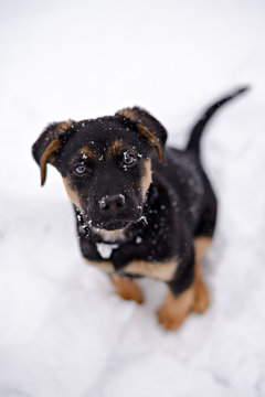 Puppy in the Snow