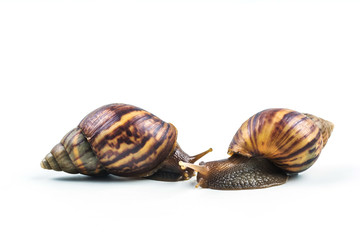 snails on white background  ,Can convey the love of young people or competition