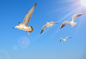  flock of sea gulls flies high in the sky