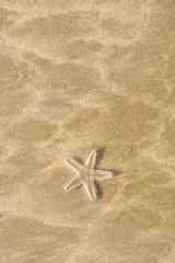 Live starfish on beach