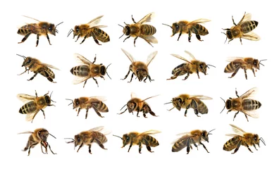 Zelfklevend Fotobehang Bij groep bijen of honingbijen op witte achtergrond, honingbijen