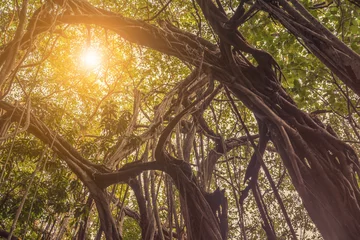 Fotobehang Beautiful banyan tree © tashka2000