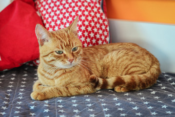 Cute red cat lying