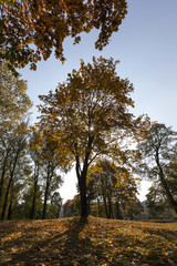 Obraz premium Maple Park in autumn