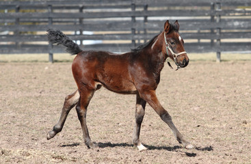 Young foal prancing