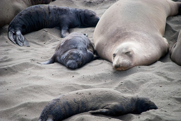 Elephant Seal Mother and Pup