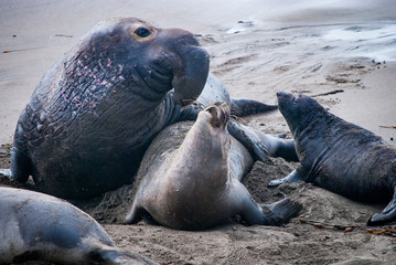 Elephant Seals Mating