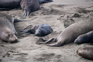 Elephant Seal Mother and Pup