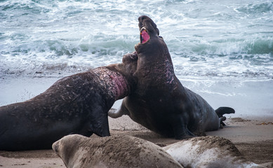 Male Elephant Seals Fighting