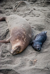 Elephant Seal Mother and Pup