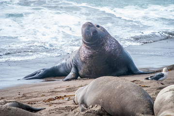 Male Elephant Seal