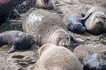 Elephant Seal Mother and Pup