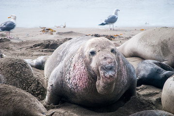 Male Elephant Seal