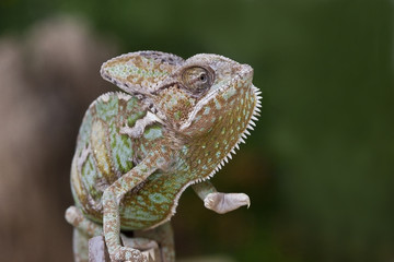 panther Chameleon