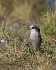 Gray Jay Gathering Up Dog Food