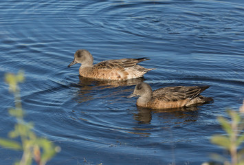 American Widgeon Hen