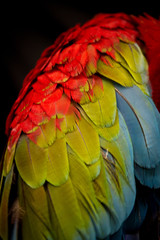 Obraz premium Scarlet Macaw Close Up