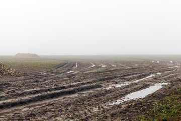 the harvest of sugar beet