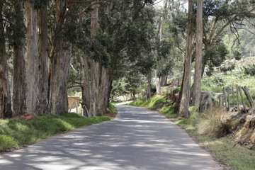 Fototapeta premium Carretera andina