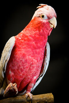 Rose Breasted Cockatoo