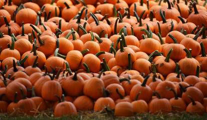 Haloween Pumpkins