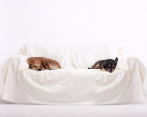 Greyhound and terrier sleeping on sofa