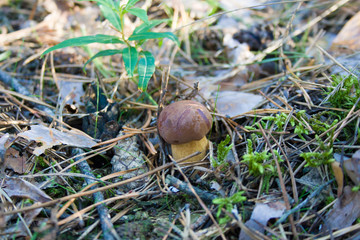 Growing mushroom in a forest