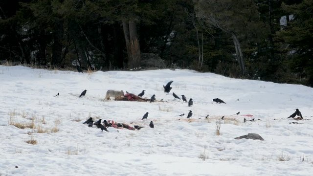 A wolf chews and pulls at the meat on a dead carcass as crows sit hungrily close by