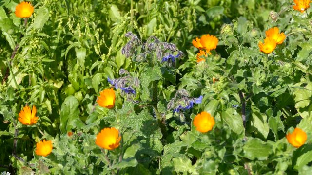 Orange flowers around the Doric temple