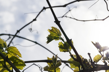 Leaves of grapes, spring