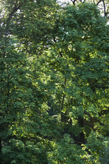 Green leaves of the maple tree