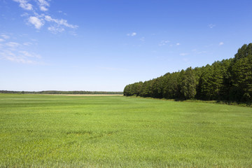 Green field and blue sky