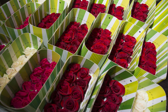 rosas rojas empacadas para exportaci&oacute;n 