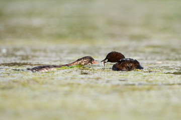 Little Grebe, Grebe, Tachybaptus ruficollis