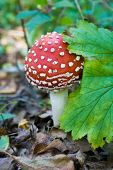 Red growing mushroom Amanita