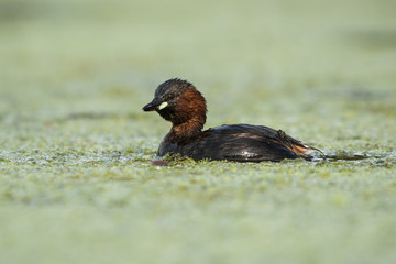 Little Grebe, Grebe, Tachybaptus ruficollis