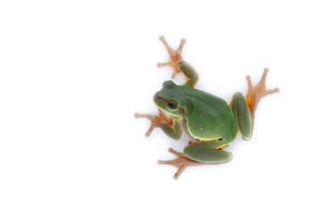 a green treefrog Hyla annectans