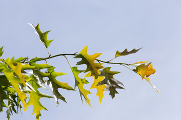 Leaves of an oak, the sky