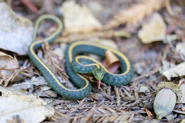 Santa Cruz Gartersnake - Thamnophis atratus atratus. Juvenile garter snake in defensive posture. Santa Cruz Mountains, California, USA.